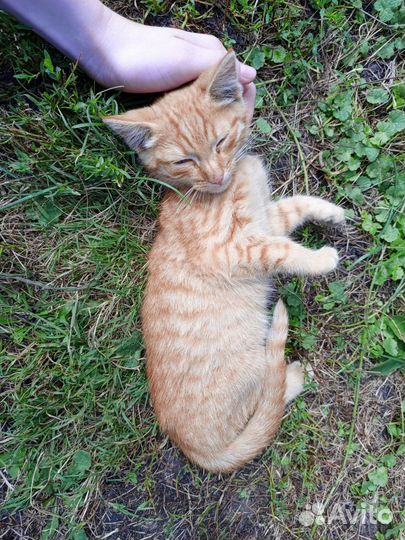 Кошка в дар