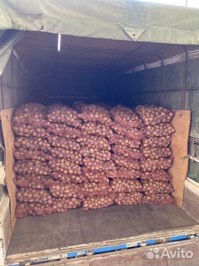 Семенной картофель-Коломбо,Ривьера