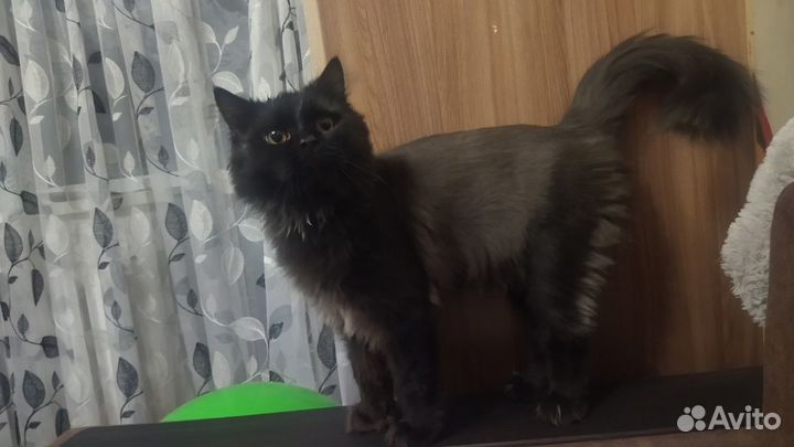 Отдам в хорошие руки кота