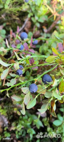 Черника свежая
