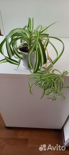 Хлорофитум кудрявый, алое-вера