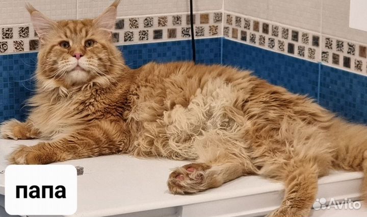 Котята мейн-кун