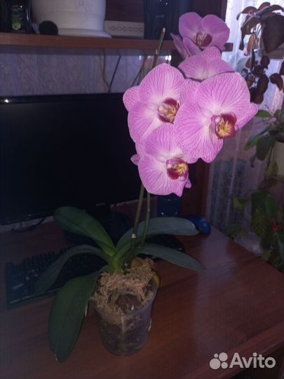 Орхидея фаленопсис