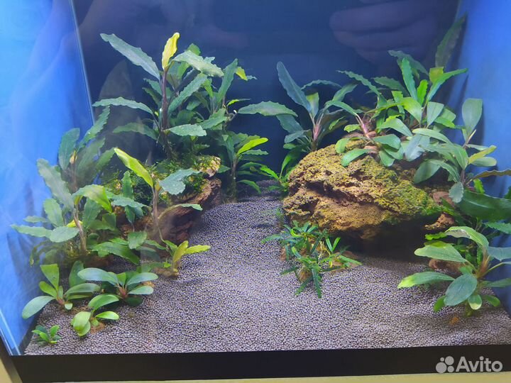 Аквариумные растения