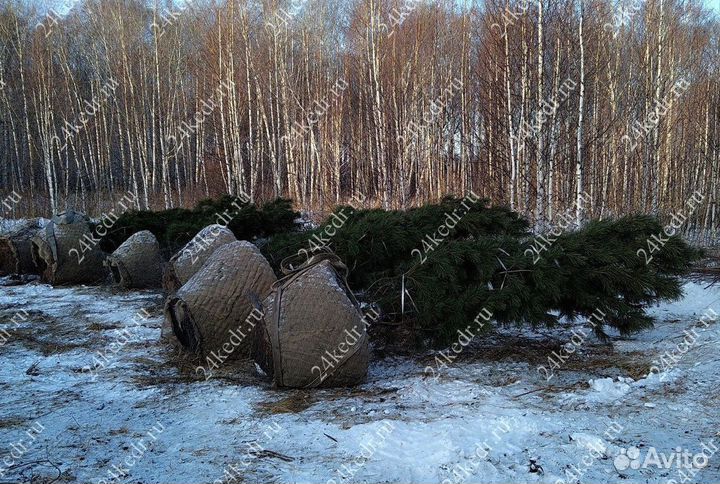 Дерево кедра