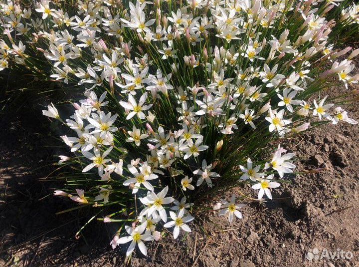 Зефирантес белый луковица (выскочка)