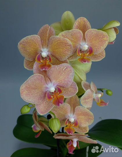 Орхидея мультифлора Gold Rush