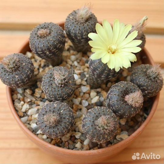 Семена кактусов Gymnocalycium и Frailea