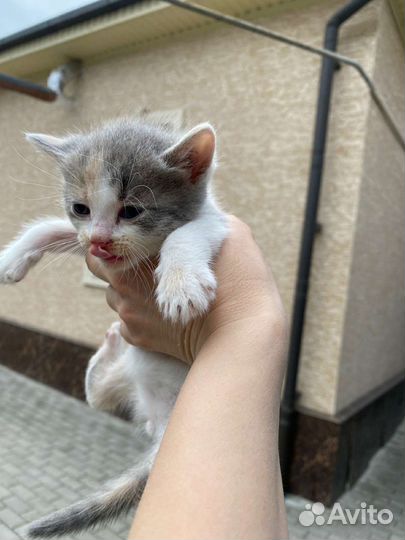 Кошки в добрые руки бесплатно