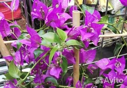 Молодые комнатные цветы