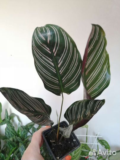 Калатея сандериана
