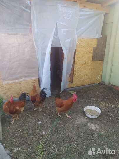 Петух мини мясной красный чернохвостый