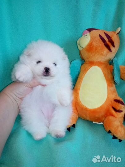 Белоснежные и кремовые