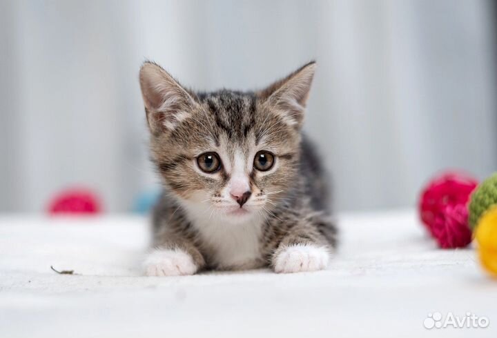 Кошки в добрые руки