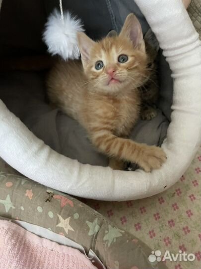 Рыжий котенок мальчик