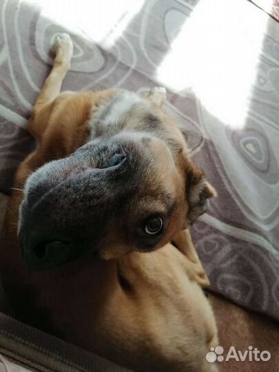 Передержка животных