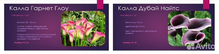 Луковицы цветов Калла в ассортименте