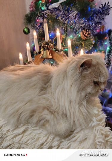 Кошка в добрые руки