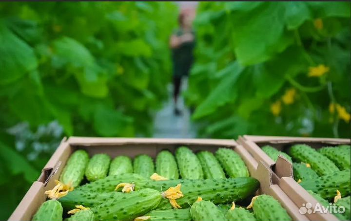 Рабочий на сбор огурца