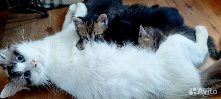 Котята в дар