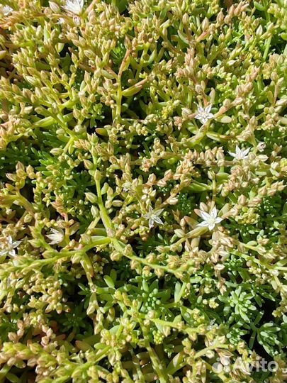 Почвопокровные растения