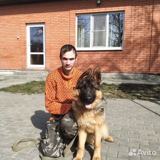 Дрессировка, передержка