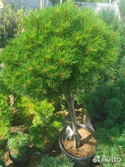 Саженцы хвойных и декоративно-лиственных растений