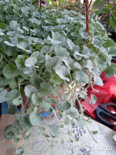 Дихондра серебристая