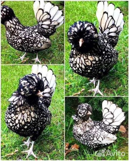 Инкубационное яйцо падуан