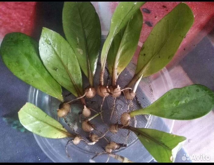 Замиокулькас