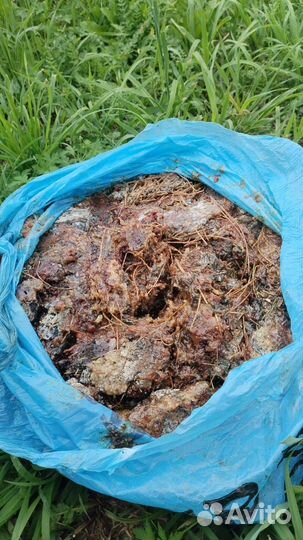 Живица кедровая(смола)