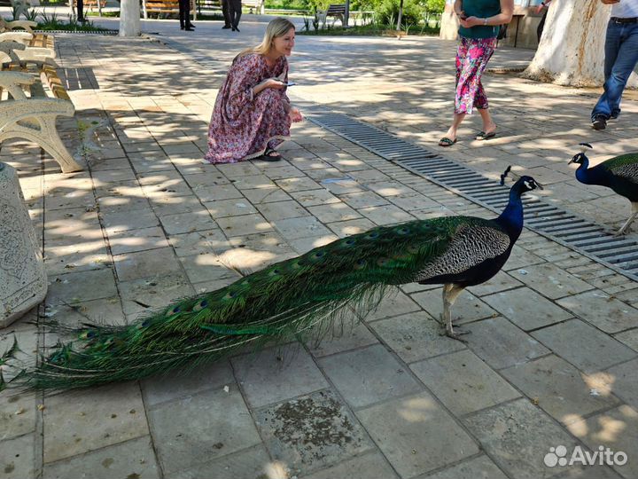 Экскурсия по Бухаре сентябрь