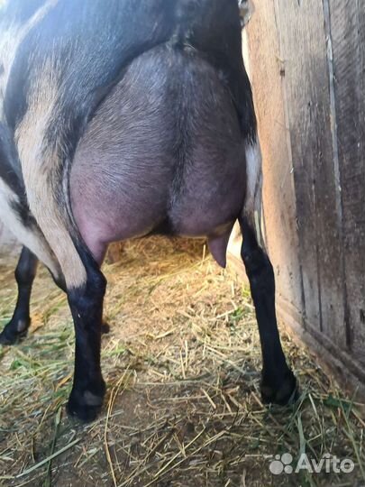 Альпийские козы-козлята от удойных родителей