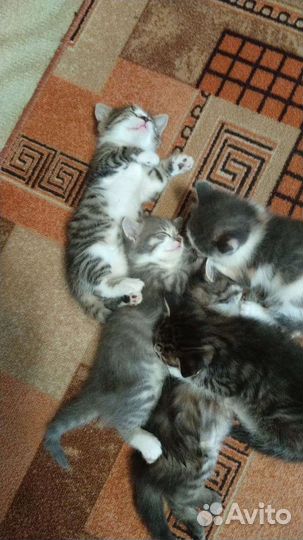 Котята в дар