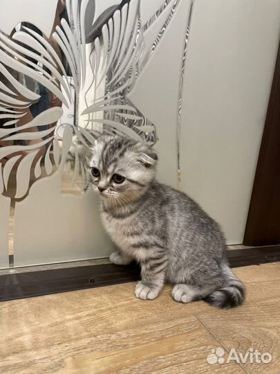 Котята британские