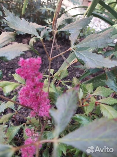 Астильба 4 цвета