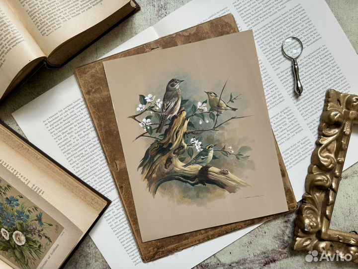 Репродукция. Птицы. Basil Ede. Германия