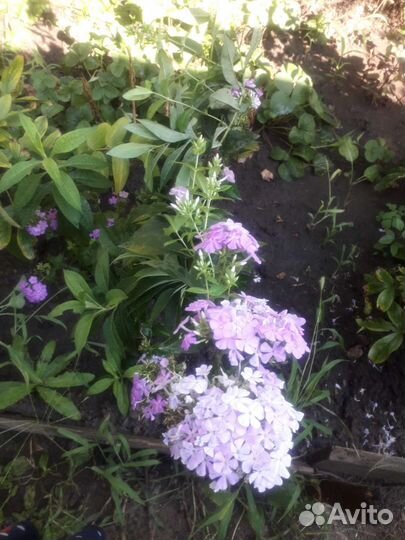 Флоксы многолетние