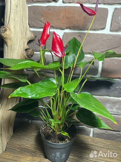 Антуриум бандерола лава