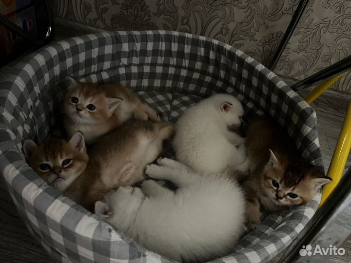 Золотые шотландские котята