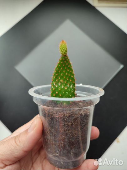 Кактус Опунция