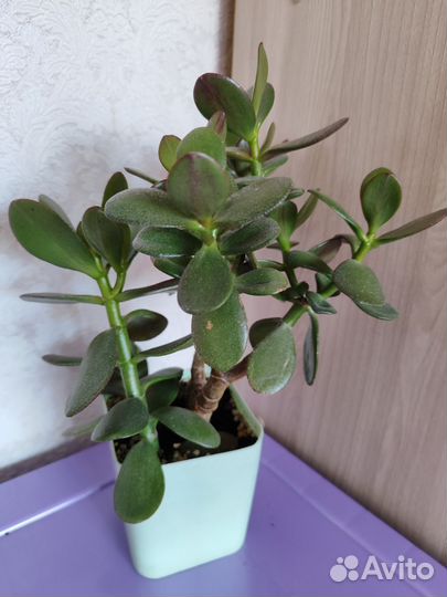 Крассула толстянка