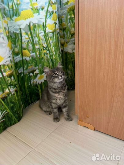 Пушистый красивый котенок бесплатно