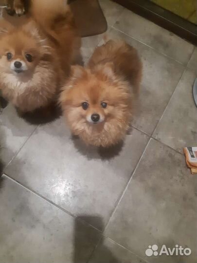 Пушистик девочка