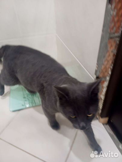 Британский кот