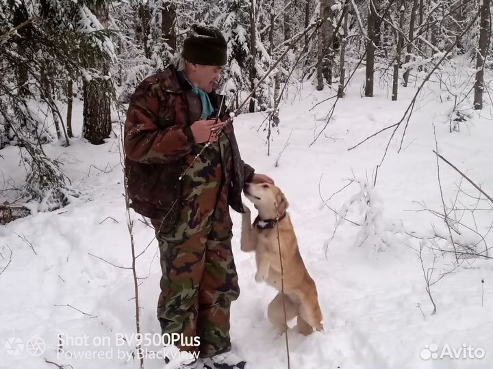 Щенки Русской Гончей