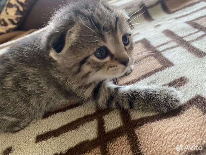Продаются шотландские котята