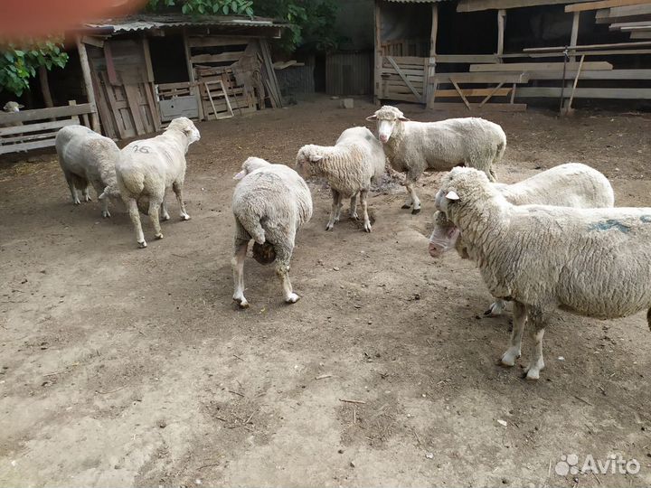 Овцы, бараны, баранчики и ярочки