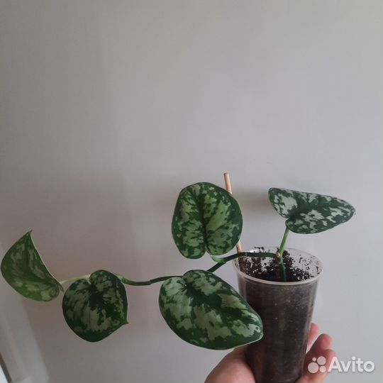 Сциндапсус