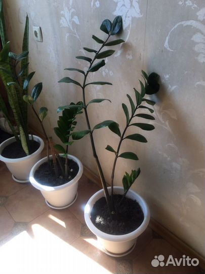 Замиокулькас